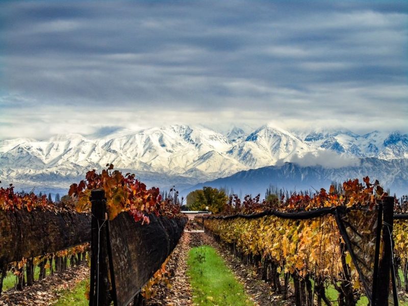 mendoza 7